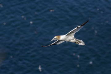 Alcatraz atlantico / Northern Gannet (Morus bassanus)