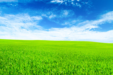 Background image of lush grass field under blue sky