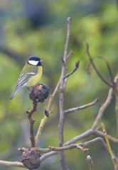 Great tit on a tree branch