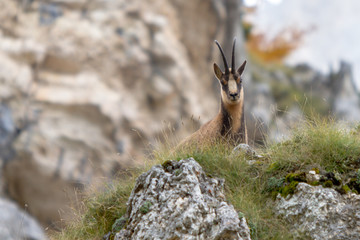Camoscio in montagna