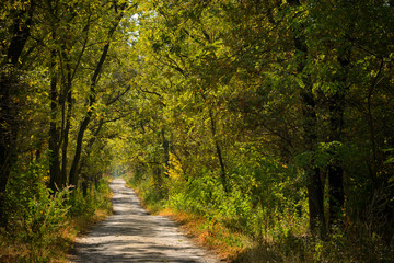 sunny forest with road