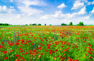 meadow with wild poppies