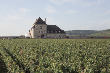 Fototapeta na wymiar Vignes de bourgognes