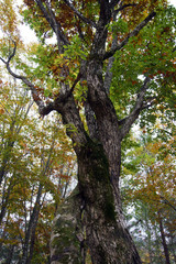 有峰県立自然公園　永遠の木