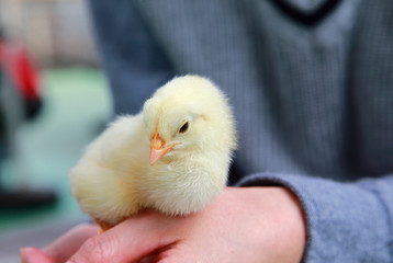 Baby chick on hand