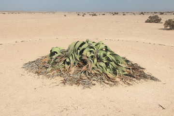 Welwitschia mirabilis