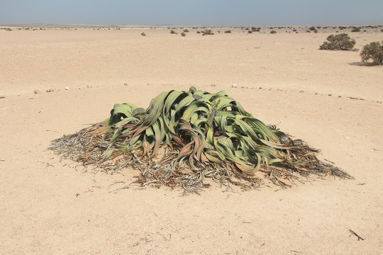 Welwitschia mirabilis