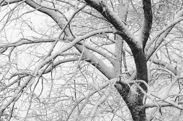 tree branches in the snow