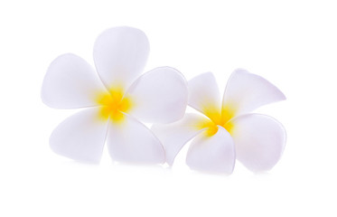Fototapeta na wymiar White plumeria rubra flower