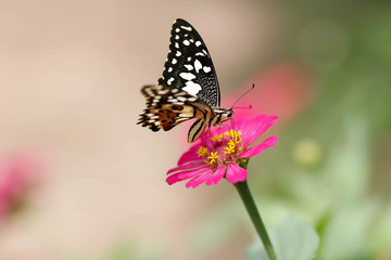 Plakat closeup butterfly on flower