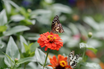 closeup butterfly on flower