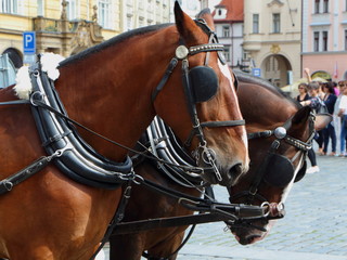 Chevaux attelés © oceane2508
