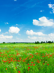 Field of bright red corn poppy flowers in summer