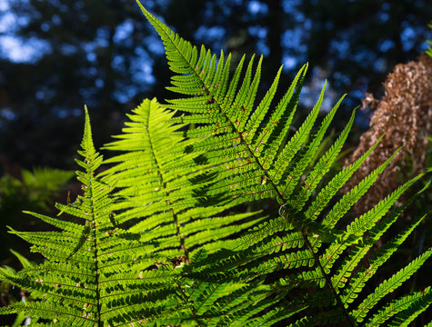 fern plants in the forest backlit by the sunlight