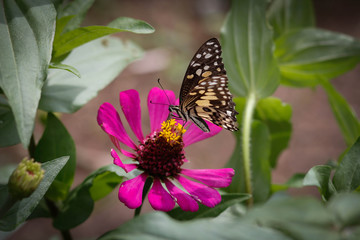 closeup butterfly on flower