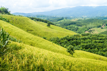 Fototapeta na wymiar rice field on mountain