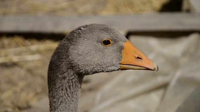 Domestic geese family graze on traditional village barnyard. Group of goose walking on the grass. Gosse lying in the garden. Gander feed on rural farm yard