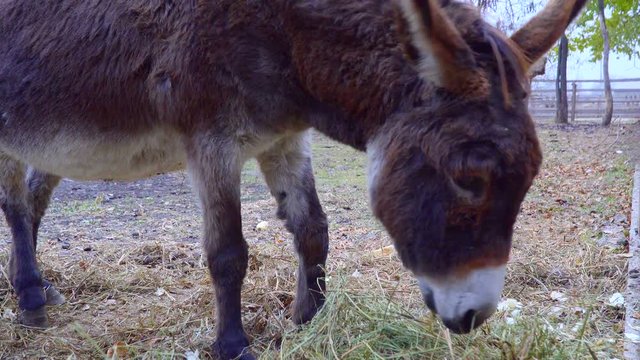 Donkey eating hay and pulls the face to the camera.