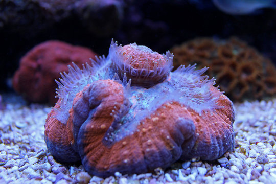Lobophyllia LPS coral