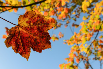 Fototapeta na wymiar vibrant autumn leaf sky background