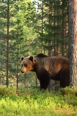 Obraz na płótnie Canvas brown bear (ursus arctos). male brown bear.