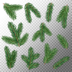 Fir tree branches isolated on transparent background. Coniferous sprouts. New Year decor.
