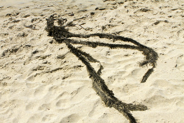 Fond sable et algue