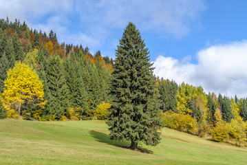 Single spruce tree in the field in the fall. Forest in the background.