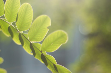 Fototapeta na wymiar Close up of green leaves 