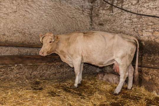 Les bovins dans l'&eacute;table.