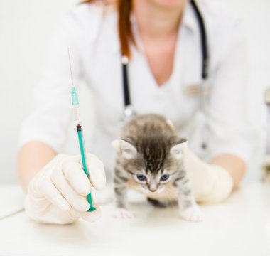 vet with syringe doing vaccination cat