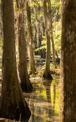 swamp landscape in South Carolina