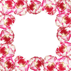 Beautiful floral background with pink tulips 