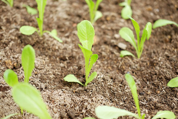 Hydroponics lettuce sprout.