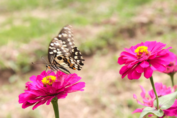 closeup butterfly on flower