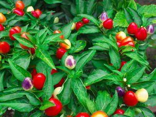 Obraz premium ポップな植物