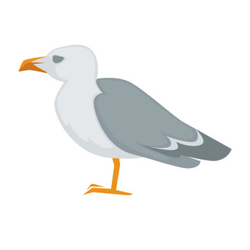 Colorful sea gull bird vector illustration.