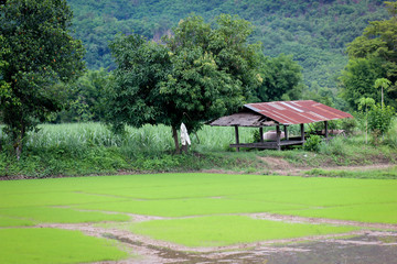 beautiful rice field in thailand