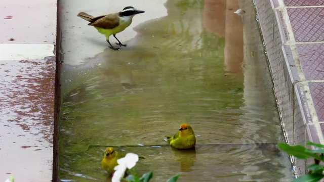 Aves ba&ntilde;&aacute;ndose en el patio de mi casa