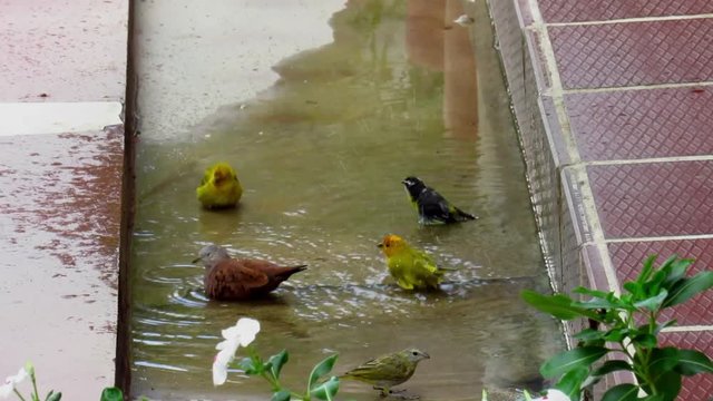 Aves ba&ntilde;andose
