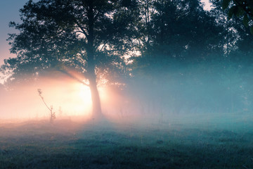 Foggy morning in summer time