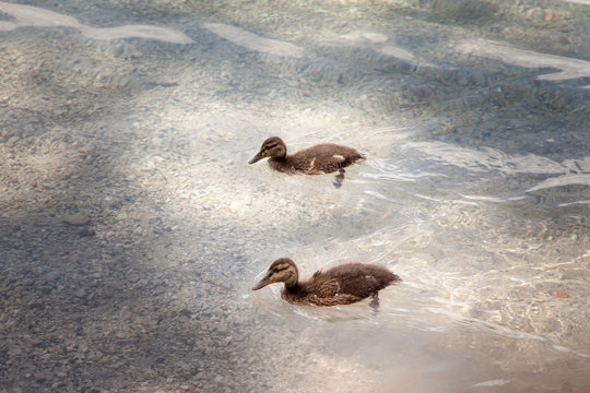 Baby ducks on a small rocky beach in Eibsee, Germany