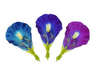 Three Blue Butterfly Pea Flower isolated on white