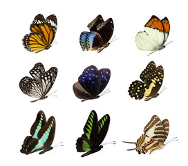 Set of butterfly isolated on white
