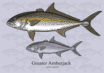 Obraz premium Greater Amberjack. Vector illustration for artwork in small sizes. Suitable for graphic and packaging design, educational examples, web, etc.