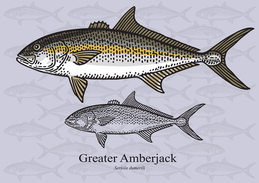 Greater Amberjack. Vector illustration for artwork in small sizes. Suitable for graphic and packaging design, educational examples, web, etc.