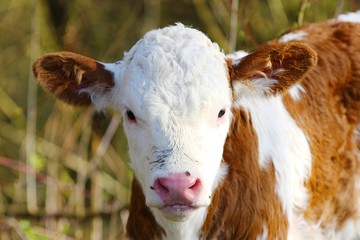 Cute calf face