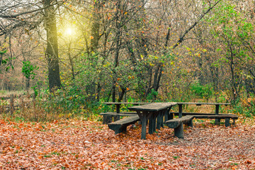 Fototapeta na wymiar Mysterious forest in the evening after rain. Table and bench in the forest. Picturesque autumn nature. Goodbye autumn. Cold November landscape. Camping and recreation.