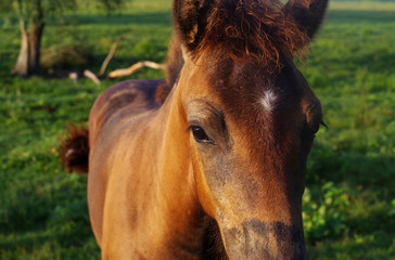 Foal portrait against the background of a green meadow