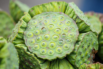 lotus seeds close up